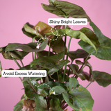 Syngonium Red Plum Plant (Pink veins) - Live Plant (With Self-Watering Pot & Plant)