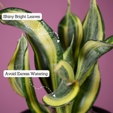 Sansevieria Crooked / Snake Plant (Dracaena trifasciata)- Live Plant (With 5 Inch Self-Watering Pot & Plant)