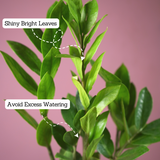 ZZ Plant Green (Zamioculcas zamiifolia) - Live Plant ( With 5 Inch Self-Watering Pot & Plant)