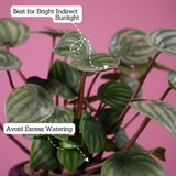 Watermelon Peperomia (Peperomia argyreia) - Live Plant (With 5 Inch Self-Watering Pot & Plant)