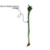 Lotus Bamboo Stick 50cm - Live Plant (Home & Garden)