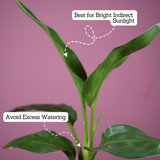 Bird Of Paradise (Strelitzia reginae)- Live Plant (With 5 Inch Self-Watering Pot & Plant)