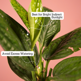 Monstera Peru (Monstera karstenianum)- Live Plant (With 4 Inch Self-Watering Pot & Plant)