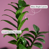 Zamioculcas zamiifolia ƒ??Zenziƒ?? Dwarf ZZ Plant- Live Plant (With 5 Inch Self-Watering Pot & Plant)