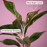 Aglaonema Lipstick - Live Plant (With 5 Inch Self-Watering Pot & Plant)