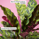 Calathea insignis (Goeppertia insignis) - Live Plant (With 5 Inch Self-Watering Pot & Plant)