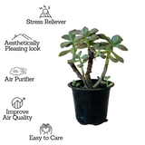 Graptopetalum Paraguayense - Ghost Plant Succulent Live Plant