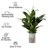 Peace Lily in Selfwatering Pot (Spathiphyllum) Flowering/Ornamental Live Plan (Home & Garden)