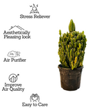 Cereus Fairy Castle Cactus Live Plant in 4 Inch Pot