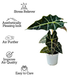 Alocasia Polly / African Mask / Elephant Ear (Alocasia x amazonica 'Polly') - Live Plant (Home & Garden)