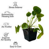 Chinese Money Plant (Pilea peperomioides) - Live Plant (Home & Garden)