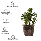 Graptosedum Succulent Live Plant