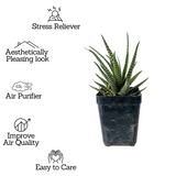 Zebra Haworthia | Haworthia Fasciata - Succulent Live Plant (Home & Garden)