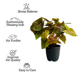Syngonium Red Plum Plant (Pink veins) - Live Plant