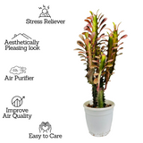 Euphorbia Trigona Red- Live Plant (Home & Garden)