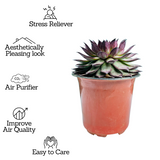 Sempervivum Brown Tip - Live Plant (Home & Garden)