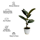 Green Rubber Plant, Ficus elastica - Live Plant (Home & Garden)