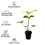 Philodendron Goeldi (Thaumatophyllum Spruceanum) - Live Plant In 5 Inch Pot (Home & Garden)