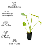 Monstera Deliciosa - Live Plant (Home & Garden)