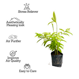 Dracaena Golden Milky / Milky Bamboo In Poly Bag (Home & Garden)