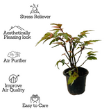 Angel Wing Begonia - Live Plant (Home & Garden)