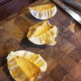 Pond Apple (Annona Glabra) Seedling Fruit Plant (Home & Garden Plants)