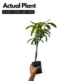 4KG Mango Plant(Mangifera indica)Fruit Live Plant (Home & Garden)