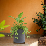 Dora Line Rotomolded Pot for Home & Garden (Pack of 1)