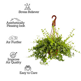 Dischidia Hanging Plant With Pot