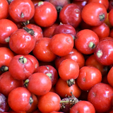 Cedar Bay Cherry Fruit (Eugenia Reinwardtiana) Seedling Fruit Plant (Home & Garden Plants)