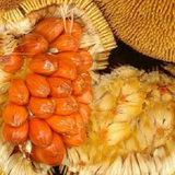 Mentawa Fruit (Artocarpus Anisophyllus) Grafted Fruit Plant (Home & Garden Plants)