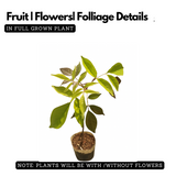 Fraser Island Creeper Live Plant (Home & Garden)