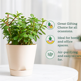 Jade Plant (Crassula Ovata) Good Luck Live Succulent | Low Maintenance Plant for Office Desk & Home Décor | Natural Air Purifier in Stylish Self-Watering Pot (Pot Colour May Vary)
