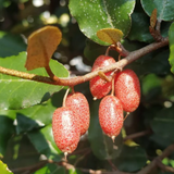 Silver Berry (Elaeagnus Commutata) Layered Fruit Plant (Home & Garden Plants)