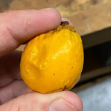 Cuban Mangosteen Fruit (Garcinia Aristata) Seedling Fruit Plant (Home & Garden Plants)