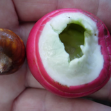 Engkala Fruit (Litsea Garciae) Seedling Fruit Plant (Home & Garden Plants)