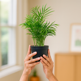 Bamboo Palm | Chamaedorea Palm Live Indoor Air Purifier Plant in 4 Inch Self Watering Pot | Perfect for Home & Office Décor (Pot Colour May Vary)