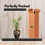 Chir Pine Tree (Avenue Tree) Live Plant (Home & Garden)