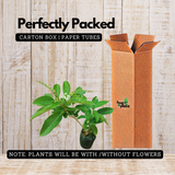 Fiddlewood Tree | Brindhavan Champa (Avenue tree) Live Plant (Home & Garden)