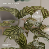 Calathea Makoyana | Peacock Plant in 7 Inch Self-Watering Pot | Live Decorative Foliage Plant | Ideal for Home, Living Room & Office Décor (Pot Colour May Vary On Availability)