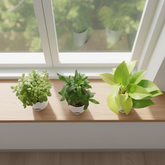 Lucky Plant Combo – Jade, Money Plant & Lotus Bamboo | 3 Live Indoor Plants in Krish 10cm Self-Watering Pots | Feng Shui & Vastu Good Luck Plants for Home & Office Décor (Pot Colour May Vary)