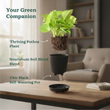 Golden Money Plant, Golden Pothos (Epipremnum Aureum) In Self-watering Pot | Live Indoor Plant for Positive Vibes | Air-Purifying & Decorative Plant for Home and Office (Pot Colour May Vary)