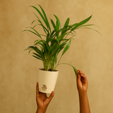 Areca Palm (Dypsis lutescens) | Air Purifying Natural Live Plant in Self Watering Pot | Indoor Outdoor Plant for Home & Office Décor (Pot Colour May Vary)