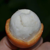 Achachairu (Garcinia Humilis) Seedling Fruit Plant (Home & Garden Plants)