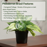 Combo of 2 Live Plants | Money Plant Golden & Philodendron Oxycardium Brasil | Perfect Indoor Ideal for Home, Office & Gifting