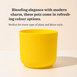 Ibiza 4 Inch Decorative Planters | Multicolour Planters | Ideal for Office, Home & Garden