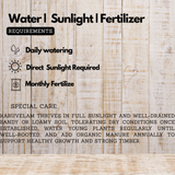 Agave Green (Agave americana / Agave spp.) Live Plant (Home & Garden)