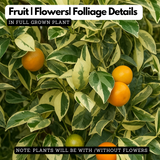 Bush Orange Variegated Plant(Citrus reticulata 'Variegata')(Home & Garden)