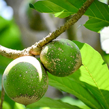 Green sapote (Pouteria Viridis) Seedling Fruit Plant (Home & Garden Plants)