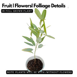 Thozhukanni / Ramanamapacha/ Telegraph LivePlant (Home & Garden)